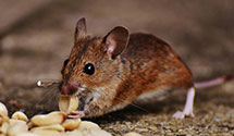 24 Hour & Emergency Exterminators in Sylvania Township, OH